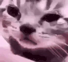 SadCat emote