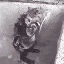 RatShoweringLikeAHumanPersonThisIsInsaneHowIsThisReal emote