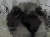 lmao emote