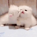 Catfight emote