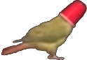 birdcup emote