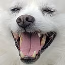 snowball emote