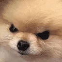 angryDoggo emote