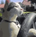 CatDrive emoji