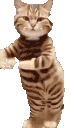 CatTime4 emote