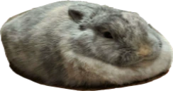 BONNY emote