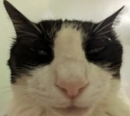 nuh emote