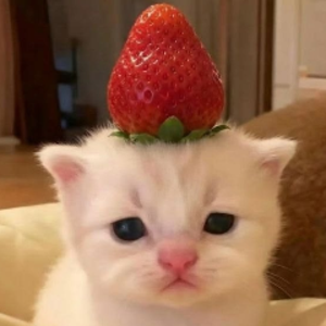 lateefi avatar