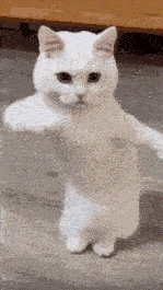 catdance emote