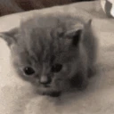 heywheredidugo emote