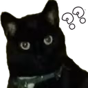 whatcat emote