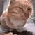 sideeyecat emote