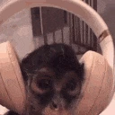 monkey_music emote