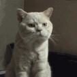 CE_CatFistbump emote