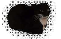 dingus emote