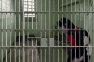 docJail emote