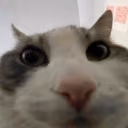 WIRES emote