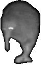 KiwiBird emote