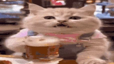 BeerCat emoji