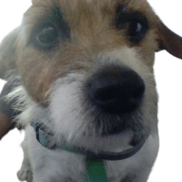 Ryderdog emote