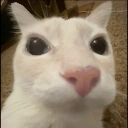 Doseblanco emote