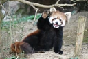 redpanda_wave emote