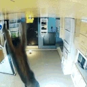 catJUMPreverseupsidedown emote