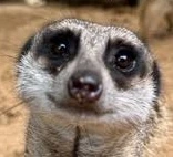 MrMeerkat1 emote