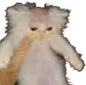 baldass emote