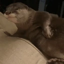 rascadovich emote