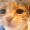 blurry_cat emote