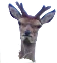 deer23 emoji