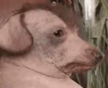 creatureNotLookingAtYou emote