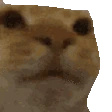 awkward_cat emote