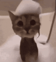 glonker animated emote