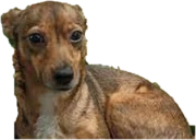 miskaAHA emote