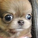 StareDog emote