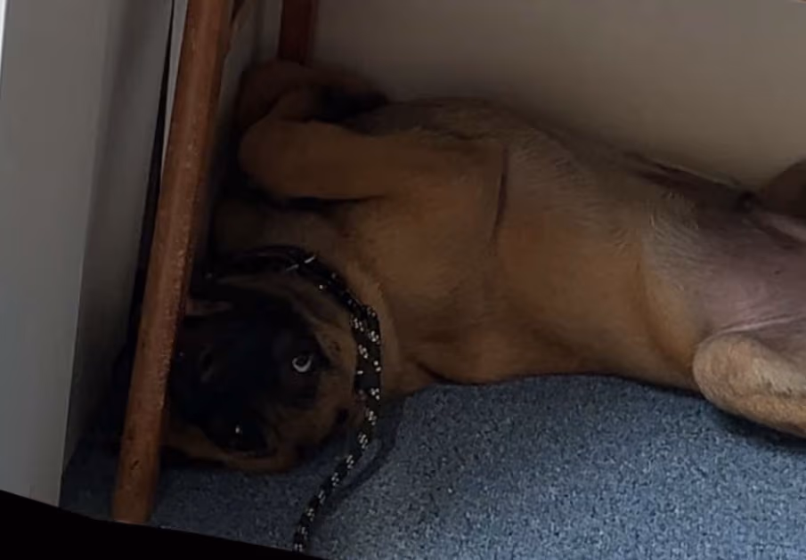 milo emote