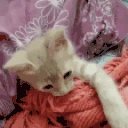 kittyIgnore emote