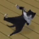 catDance emote
