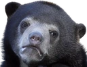 confession_bear emote