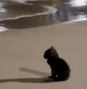 Pochemu emote