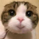bibihappy static emote