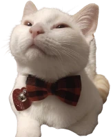 bowtie_fan emote