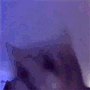 catBop emote