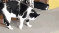 CatDoingSomeWickedMoves emote