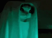 ghostCAT emote