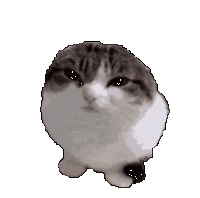wawa_cat emote
