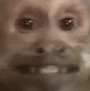 Capuchin_smile_monkey emote