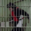 DocDetained emote